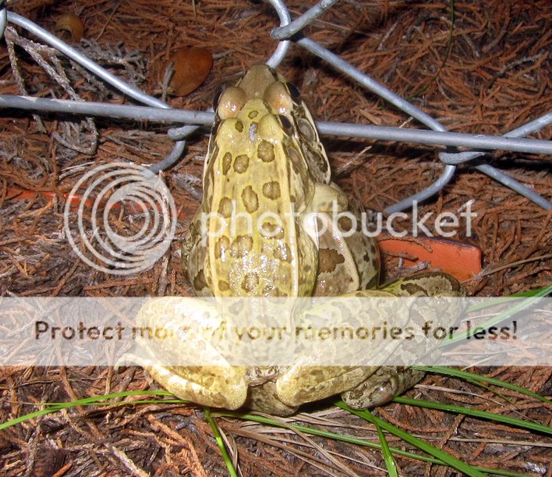 Leopard Frogs Photo by central_texas | Photobucket